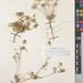 Cousiniopsis atractyloides - Photo (c) Royal Botanic Garden Edinburgh, some rights reserved (CC BY-SA)