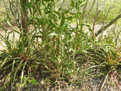 Opuntia dejecta