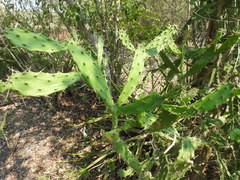 Opuntia dejecta