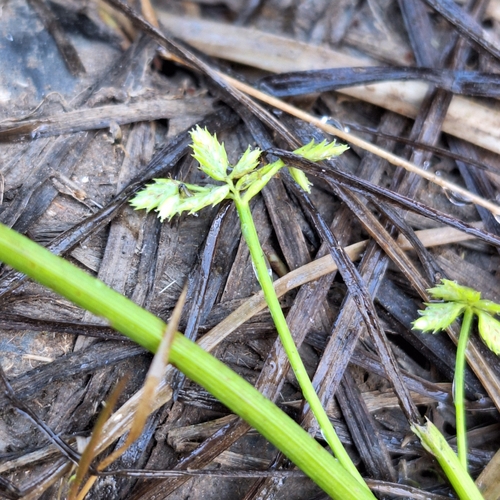 Cyperus flaccidus iNat (1)