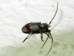 Exocentrus punctipennis