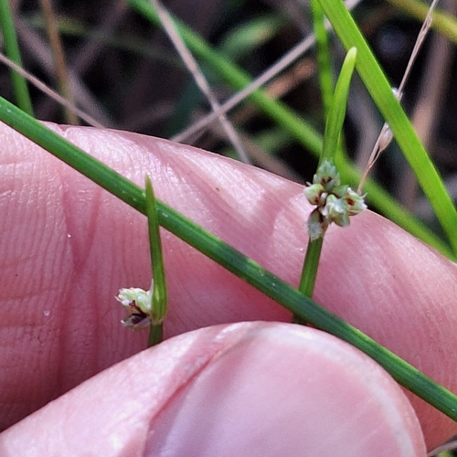 Image of Isolepis inundata by (c) Greg Tasney, some rights reserved (CC BY-SA)