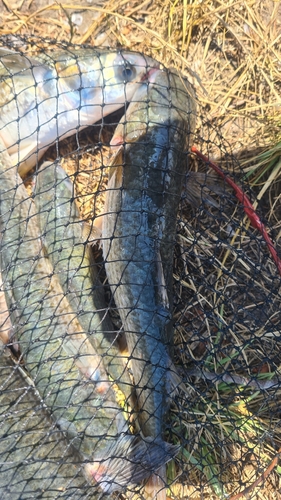 Skocac (Mugil cephalus)