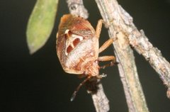 Eupolemus angularis