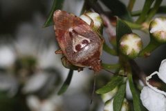 Eupolemus angularis