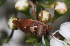 Eupolemus angularis