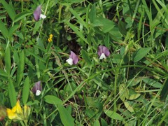 Vicia bithynica