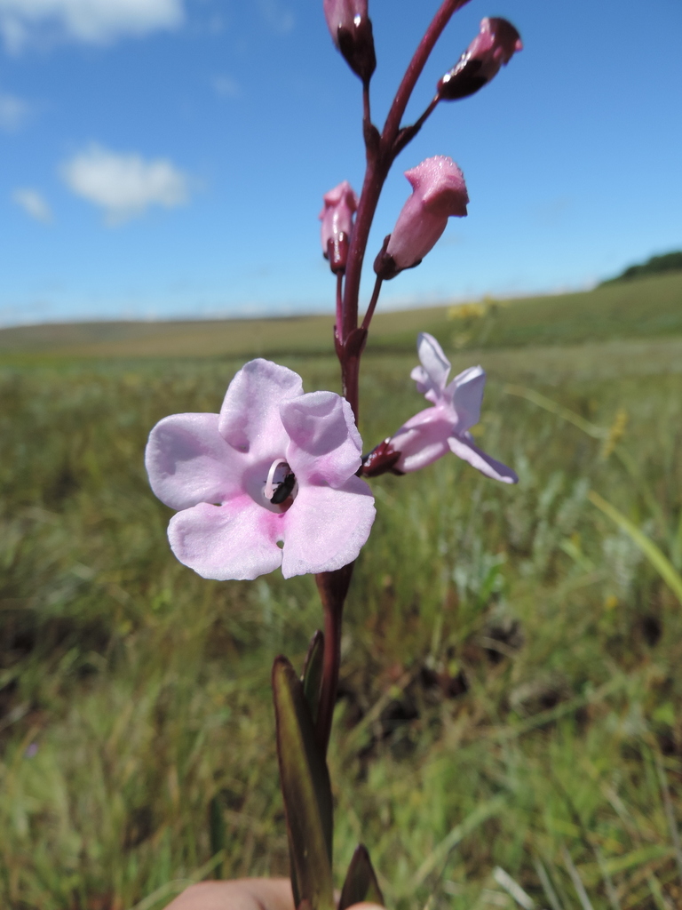 Gerardiina