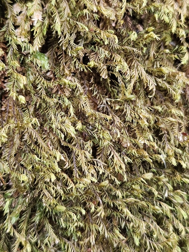 Image of Plagiochila heterophylla by (c) Helen Waterman, some rights reserved (CC BY)