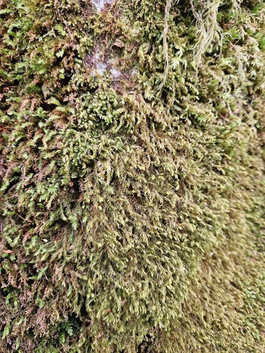 Image of Plagiochila heterophylla by (c) Helen Waterman, some rights reserved (CC BY)