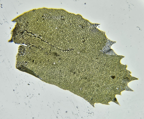 Image of Plagiochila heterophylla by (c) Helen Waterman, some rights reserved (CC BY)