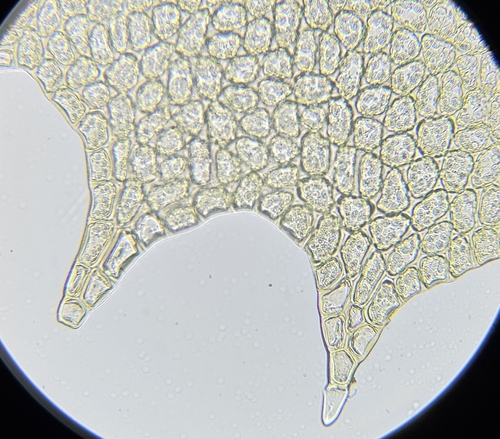 Image of Plagiochila heterophylla by (c) Helen Waterman, some rights reserved (CC BY)