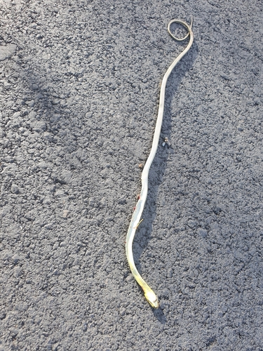 Common Tree Snake sighting