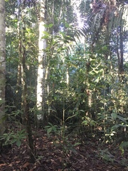 Duroia hirsuta