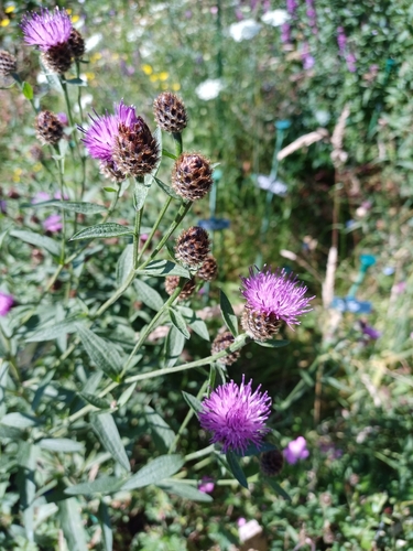 Centaurea nigra iNat (1)