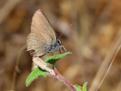 Satyrium esculi