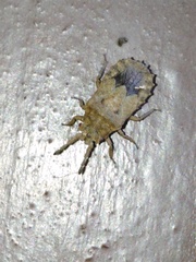 Eumenotes pacao