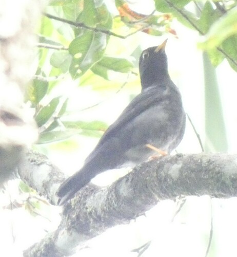 Yellow-legged Thrush (Turdus flavipes), photo 8