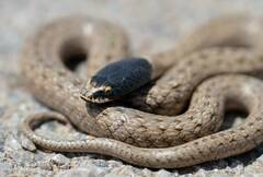 False Smooth Snake photo 3