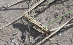 Austroicetes