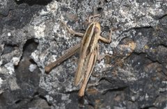 Macrotona