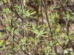 Salvia munzii