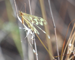 Nemoptera bipennis