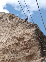 Hirundo rustica