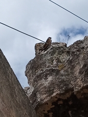 Hirundo rustica
