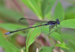 Argia johannella