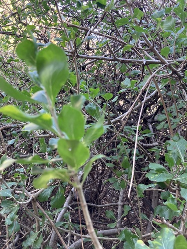 Image of Gardenia volkensii by no rights reserved