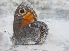 Lasiommata petropolitana
