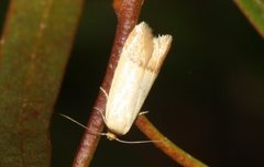 Tachystola stenoptera