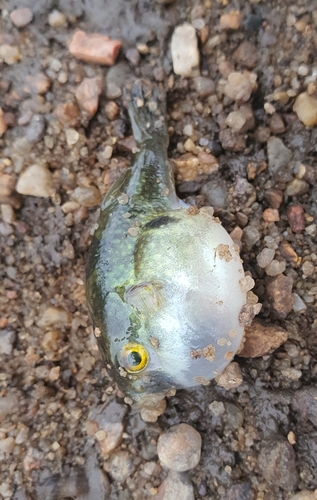 Ocellated pufferfish (Leiodon cutcutia) — Tetraodontidae — 5