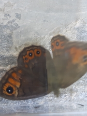 Lasiommata petropolitana
