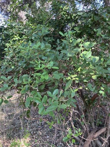 Image of Thilachium africanum by no rights reserved