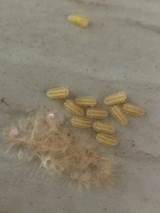 Monoleuca semifascia