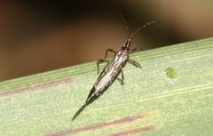 Idolothrips
