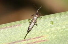 Idolothrips