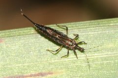 Idolothrips