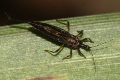Idolothrips