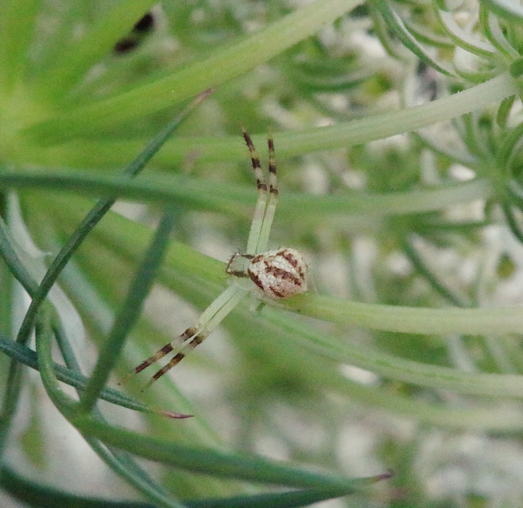 Mecaphesa from Bloomington, IN, USA on July 18, 2024 at 0504 PM by