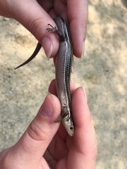 Plestiodon septentrionalis