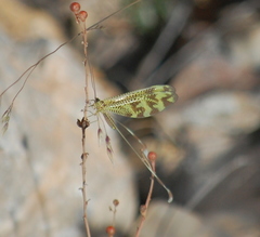 Nemoptera bipennis