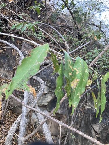 thicket bushwillow (Combretum padoides)