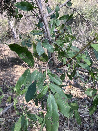 Image of Diospyros mespiliformis by no rights reserved