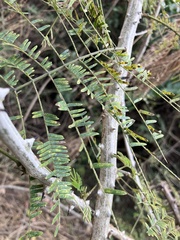 author not stated, no rights reserved Senegalia schweinfurthii, photograph author not stated, no rights reserved