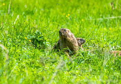 Marmota bobak