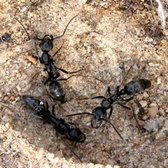 Ophthalmopone hottentota