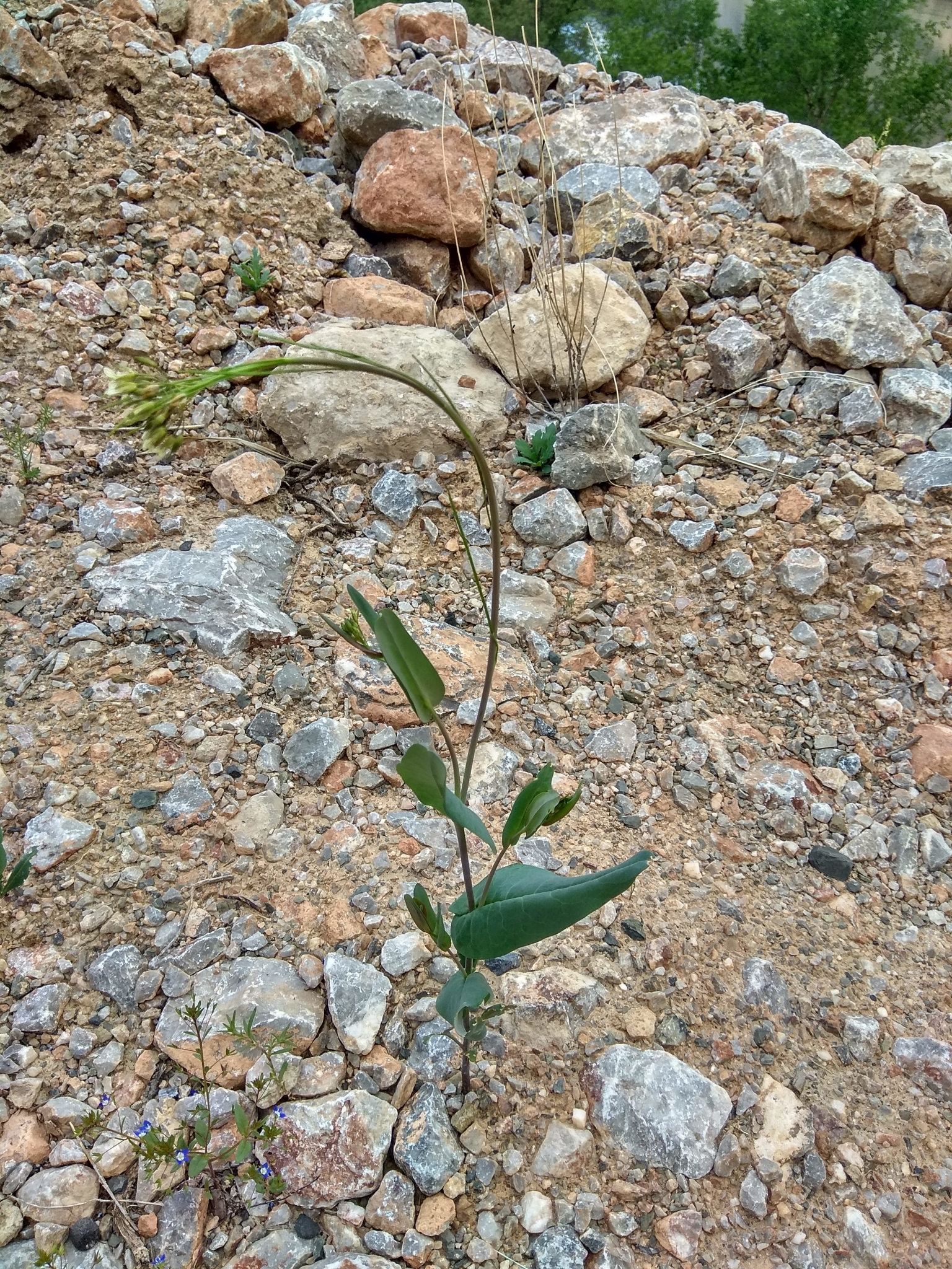 hare's ear mustard, orient-ackerkohl